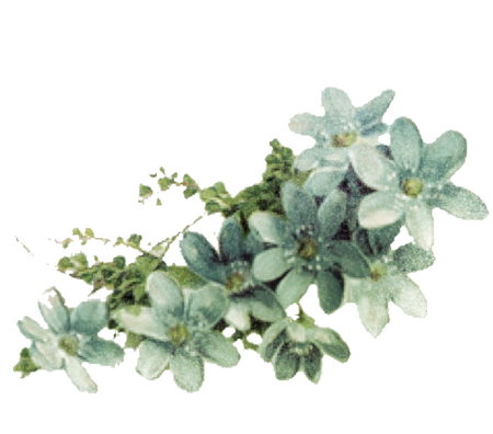 decor: flower